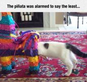 Exploring A Piñata, The Cat Way