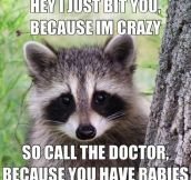 To All The People Making Friends With Raccoons
