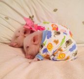 Two Pigs On A Blanket