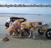 Curious Dogs In Wheelchairs
