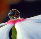 An Ant In A Droplet On A Flower