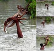 Helping A Tiny Deer Cross The River