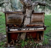 A Tree Growing Through An Abandoned Piano