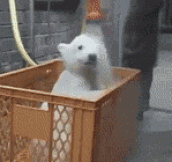 Polar Bear Getting A Bath