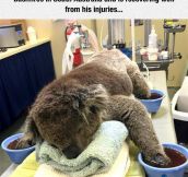 Jeremy The Koala