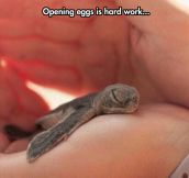 The Cutest Baby Turtle