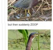 This Bird Is Not Like Other Birds