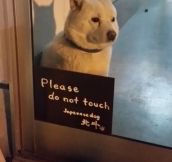 I’m Going To Touch You Dog