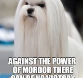 Saruman’s Dog Is Angry