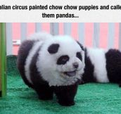 Panda Puppies
