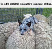 Fell Asleep Counting Sheep