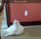 I Don’t Get This Cat Shape