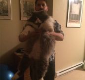 That Is One Huge Cat