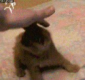 Proof That There Are Real Ninjas That Only Cats Can See