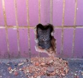 The Cat In The Wall