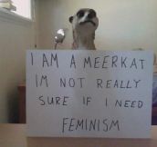 I Am A Meerkat