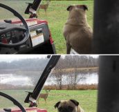 Pug Shocked By A Deer
