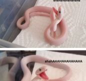 Jokester Snake