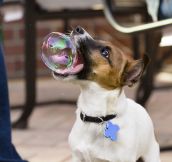 19 Perfectly Timed Dog Photos