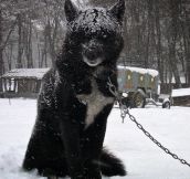 Majestic Black Wolf Hybrid