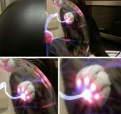 What Happens When A Cat Touches A Plasma Ball