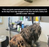 The Rescue Of Ellen The Hairy Dog