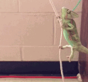 Chameleon Enjoys His Life