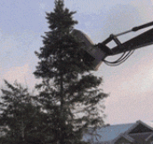 Removing A Tree
