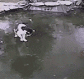 Cat Having Fun On A Frozen Pond
