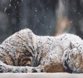 Peaceful Sleeping Tiger