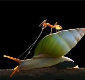 An Ant Riding A Snail