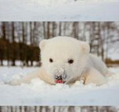 Baby Polar Bear Enjoying The Snow