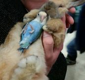 Bunny And Lovebird Are Friends