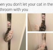 Cats Are Very Annoying Creatures