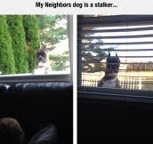 That Dog Is A Creep