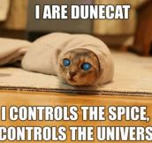 Dune Cat Is Here To Stay