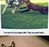 Fox Attacks Dog