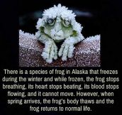 The Frog That Stops Breathing