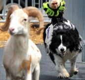 Just A Monkey Riding A Dog Chasing A Goat