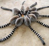 A Circle Of Ring Tailed Lemur