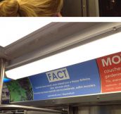 Squirrel Facts On The Subway