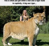 I Present To You The Mighty Liger