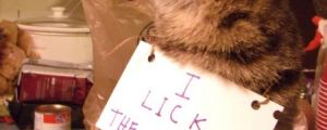 The Best of Cat Shaming – Part 14 (20 pics)