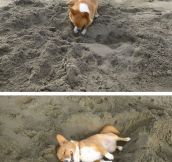 Just Another Day In The Life Of A Corgi
