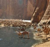 Where Camels Go To Drink