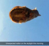 Unidentified Flying Cat