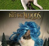 Oscar-Nominated Movies With Cats