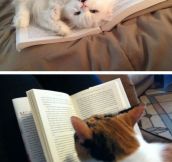 Cats Who Have No Intention Of Letting You Read Your Book