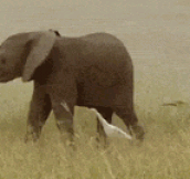 Baby Elephant Shows A Group Of Egrets How To Party