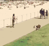 Dog Playing Soccer With Owner At The Beach